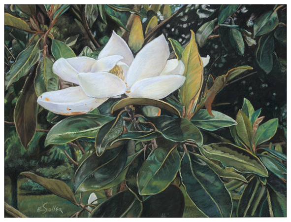Magnolia, Original pastel painting by the fine artist Eric Soller